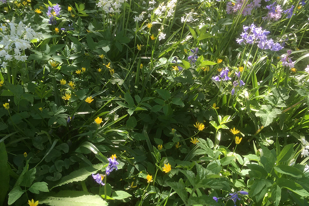 Pyscotherapy In The Vale